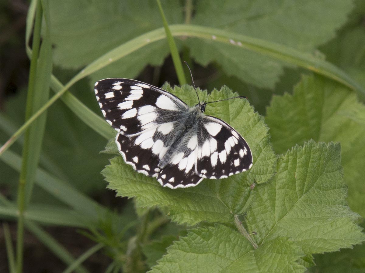 Melanargia galathea